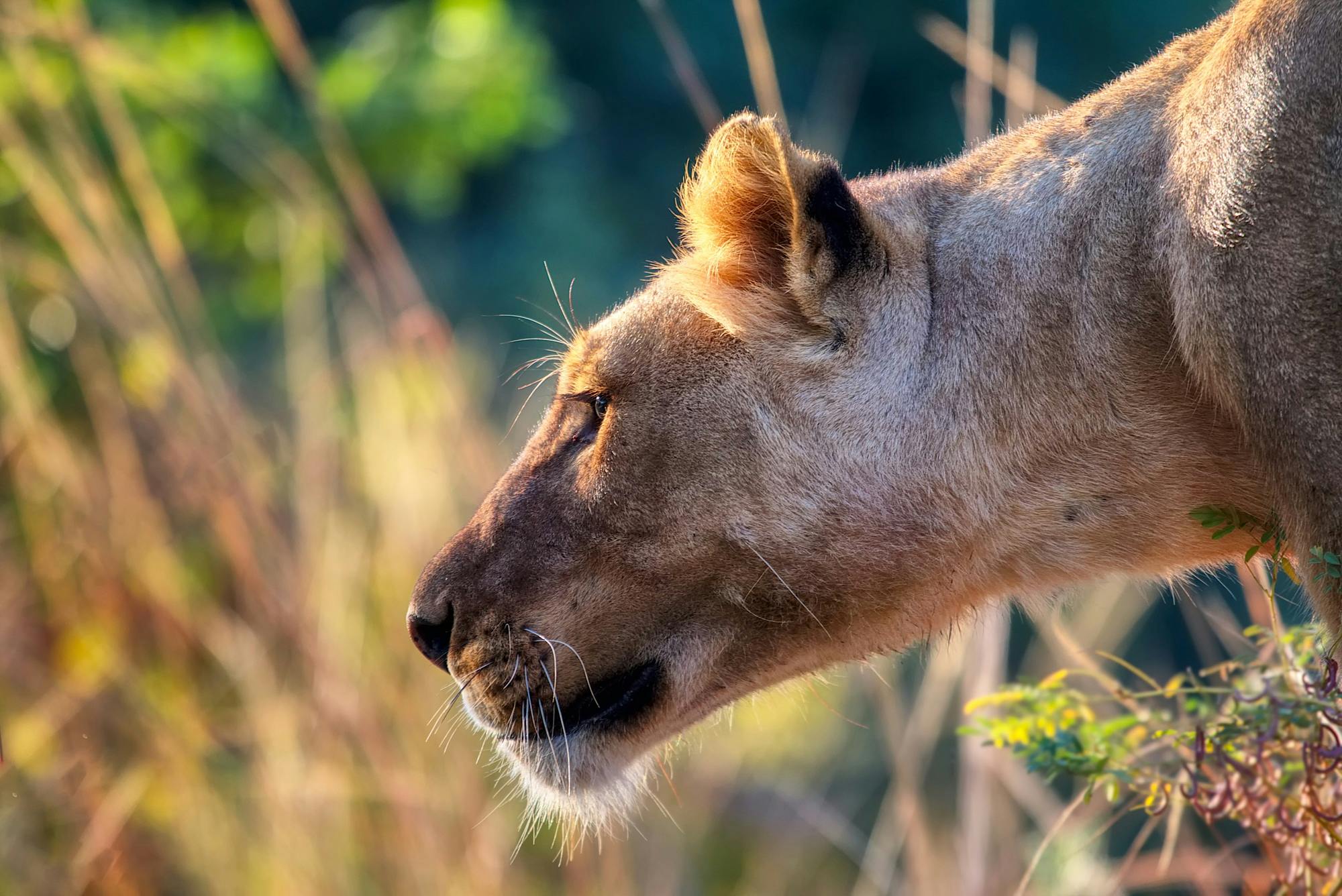 Wildlife