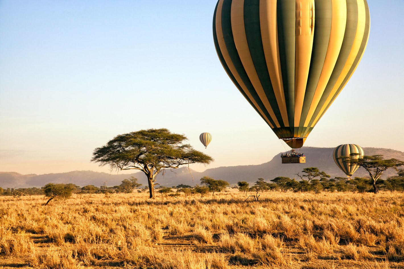 Plan Your Safari