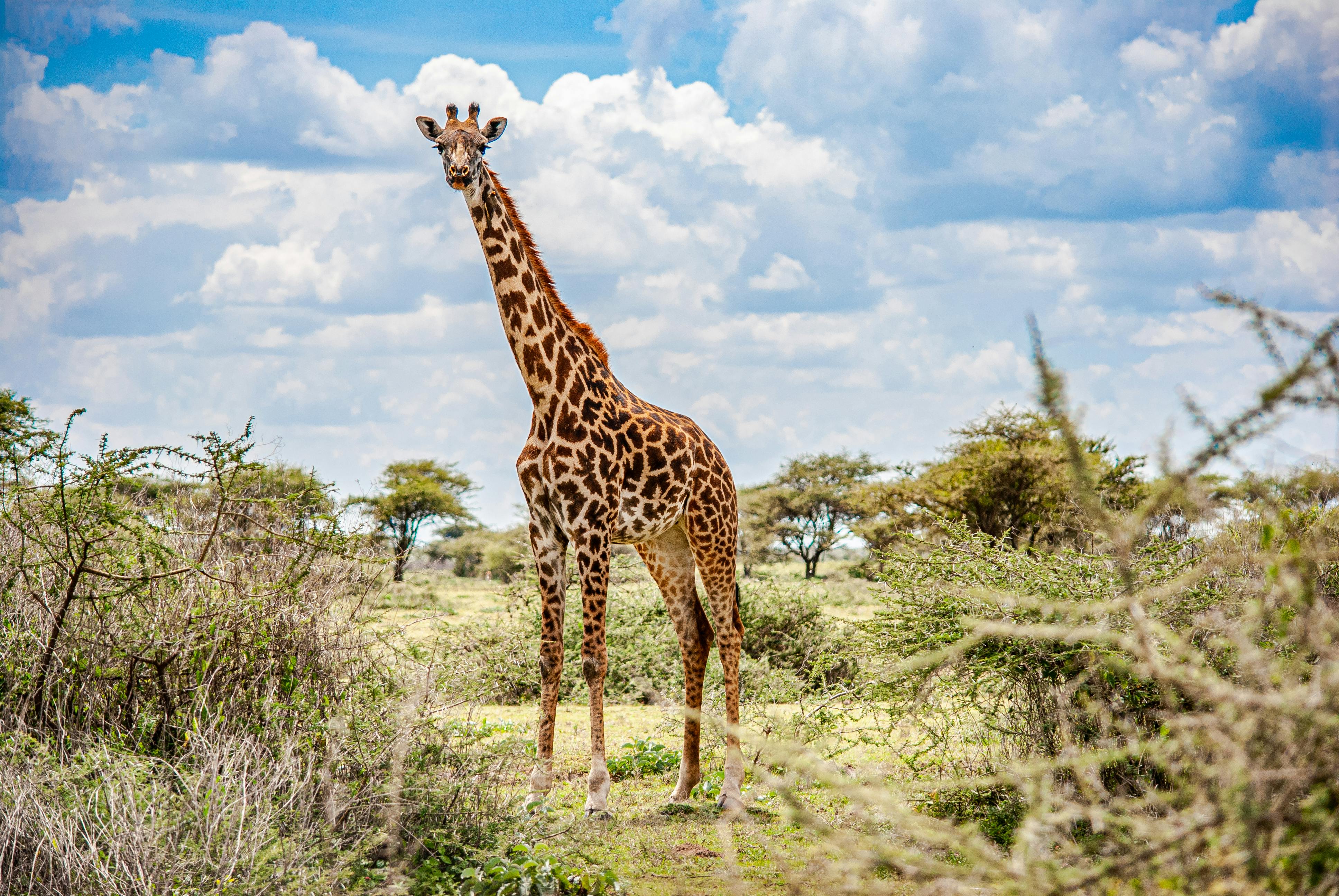 Botswana