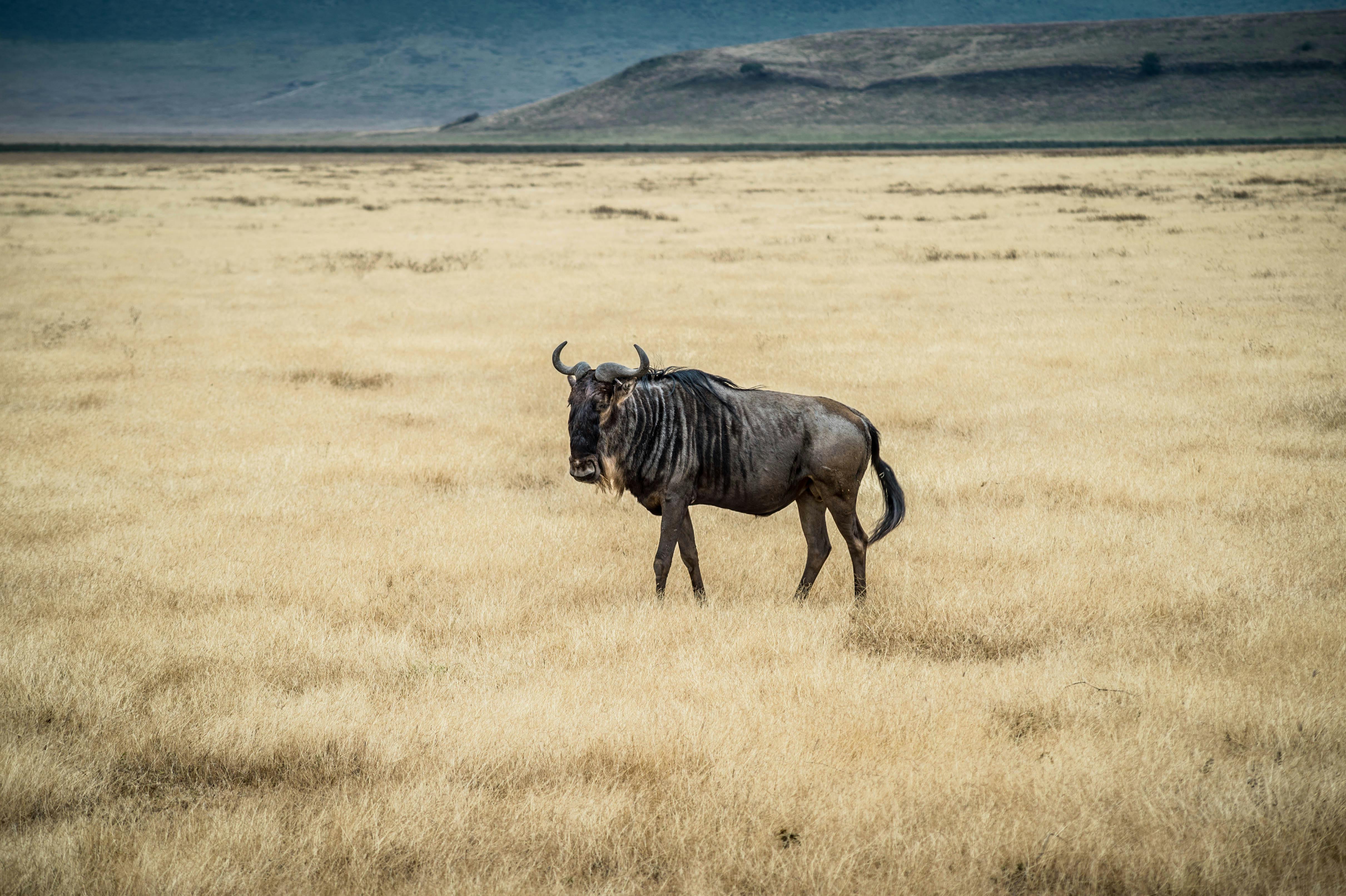 South Africa