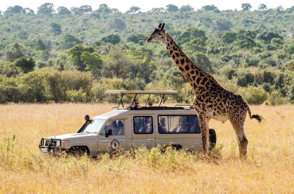 Game Drive